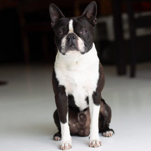 13 week old boston sales terrier